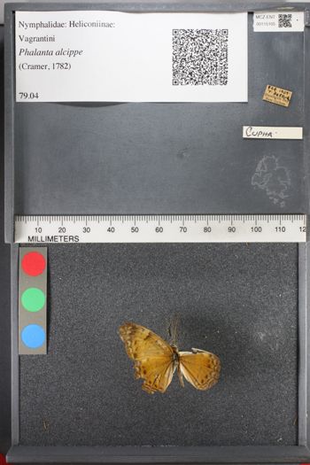 Media type: image;   Entomology 115105